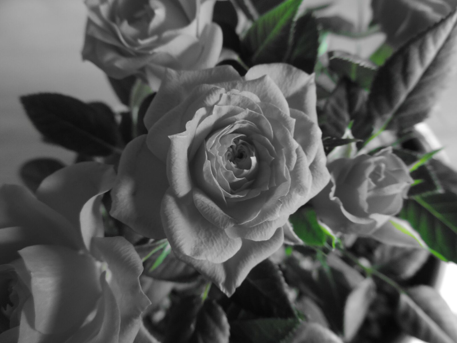 Nikon Coolpix P520 sample photo. Rose, rose bloom, flower photography