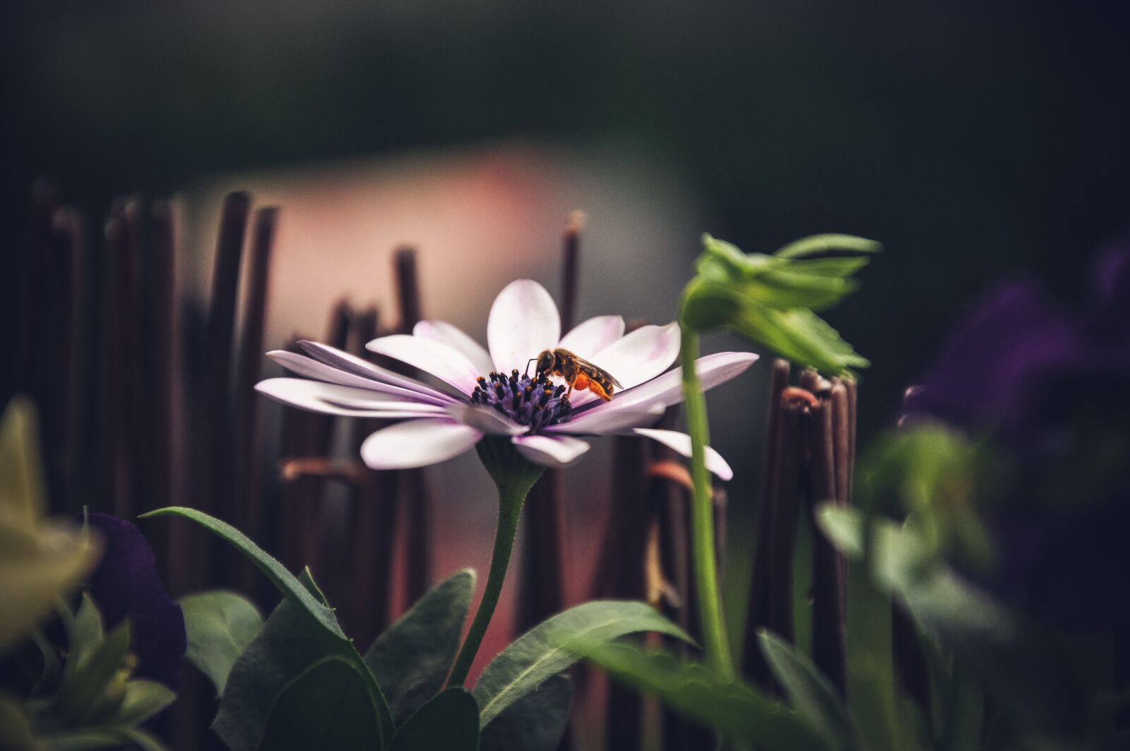 Nikon D90 sample photo. Blossom, bloom, bee photography