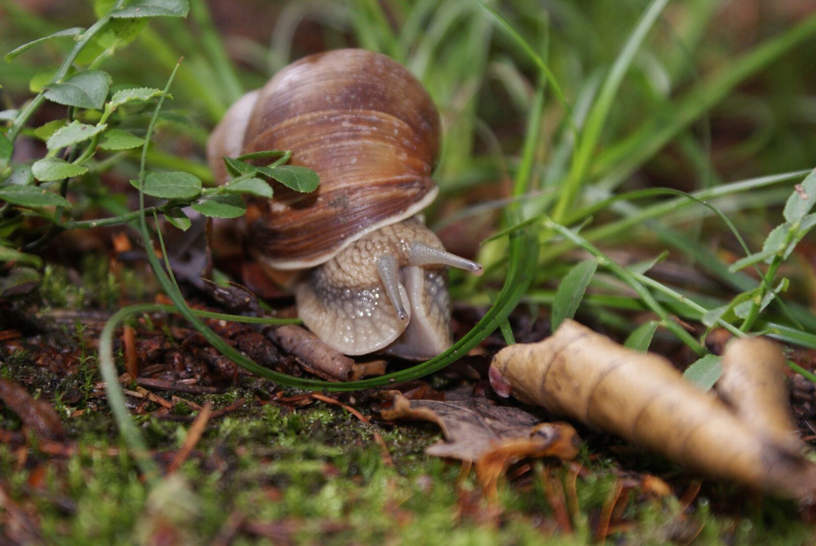 Sony Alpha DSLR-A300 sample photo. Snail, forest, nature photography