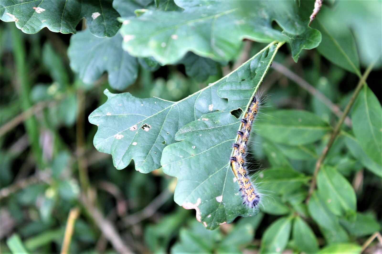 Canon EOS 1100D (EOS Rebel T3 / EOS Kiss X50) sample photo. Caterpillar, leaf, nature photography