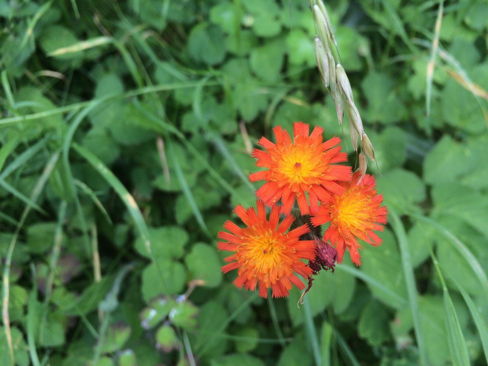 iPhone 5s back camera 4.15mm f/2.2 sample photo. Flower, orange, summer photography