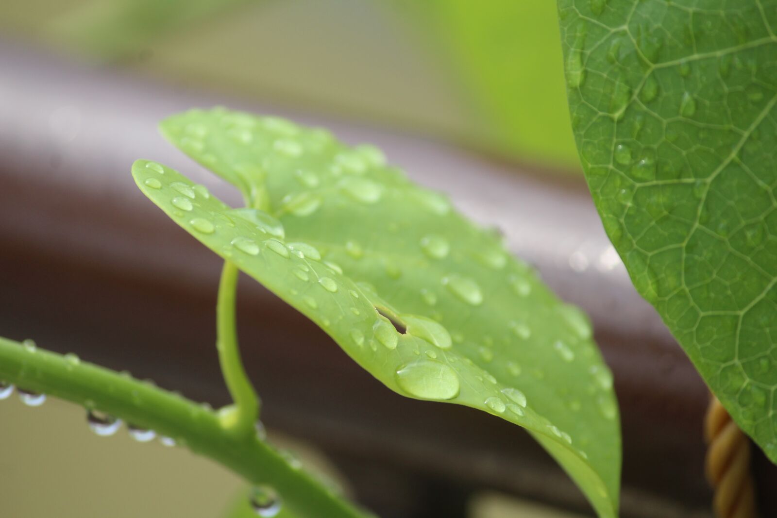 Canon EOS 1200D (EOS Rebel T5 / EOS Kiss X70 / EOS Hi) sample photo. Heart-leaved moonseed, tinospora cordifolia photography