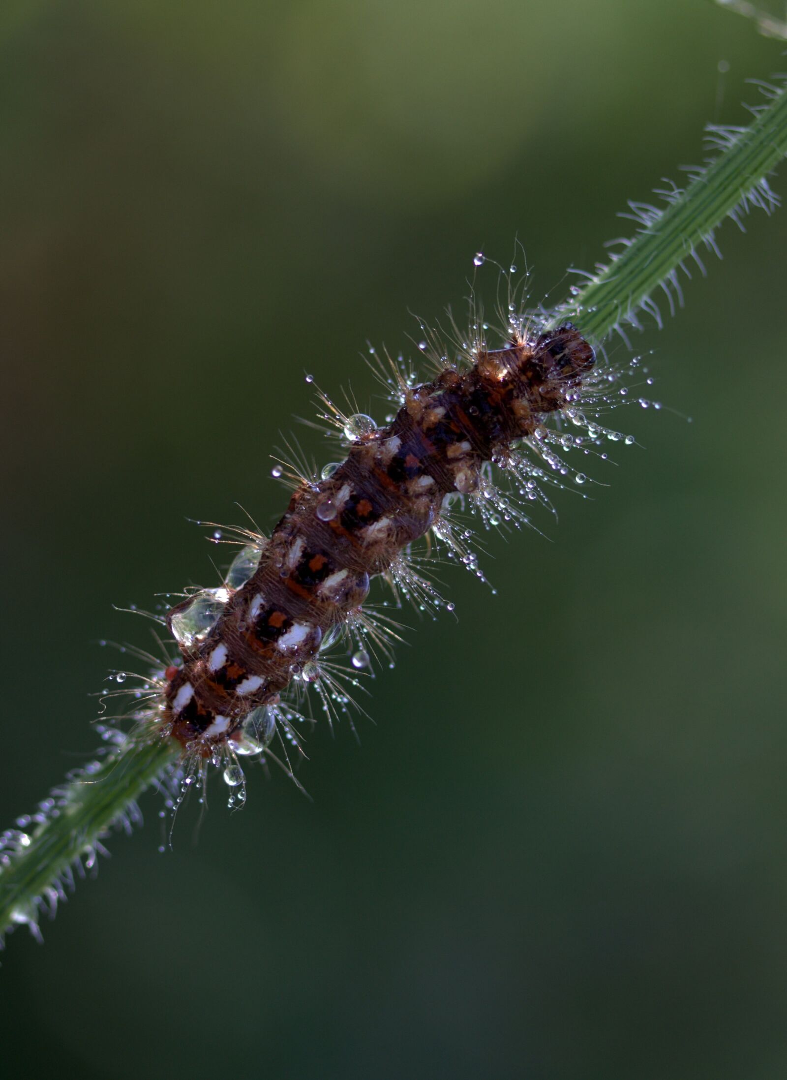 Canon EF-S 60mm F2.8 Macro USM sample photo. Caterpillar, the larva, wet photography