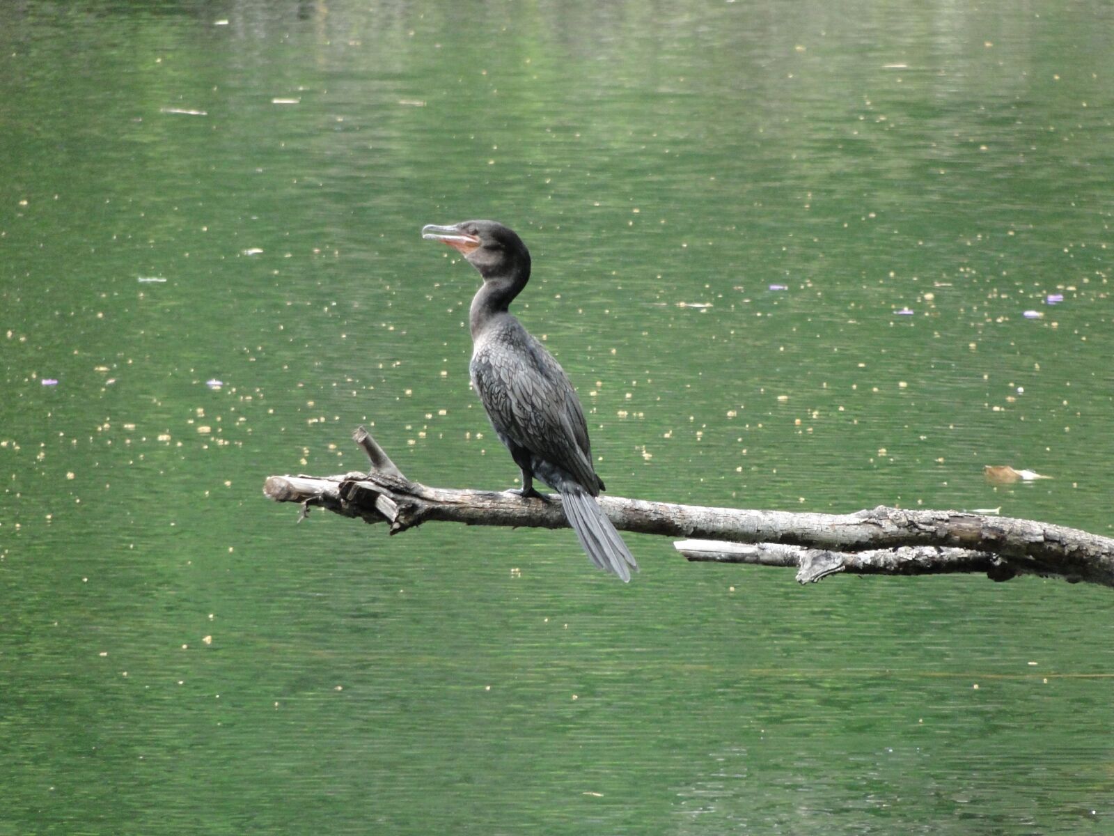 Sony Cyber-shot DSC-HX1 sample photo. Bird, water, nature photography