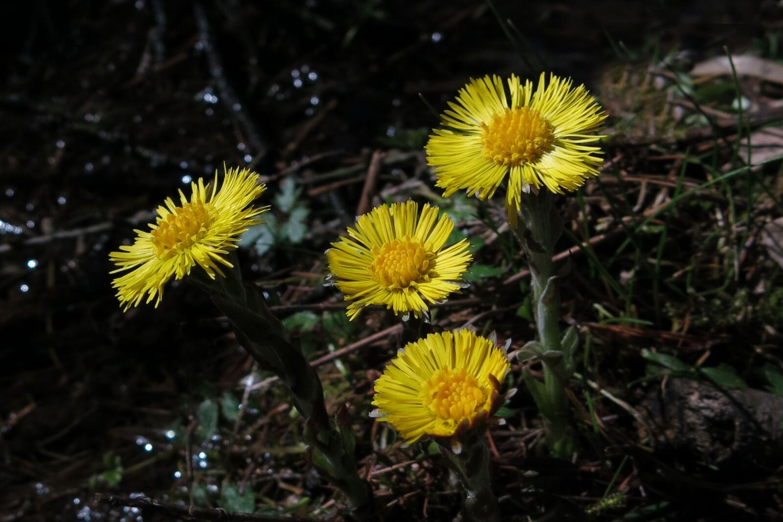 Canon PowerShot G15 sample photo. Tussilago farfara, yellow flower photography