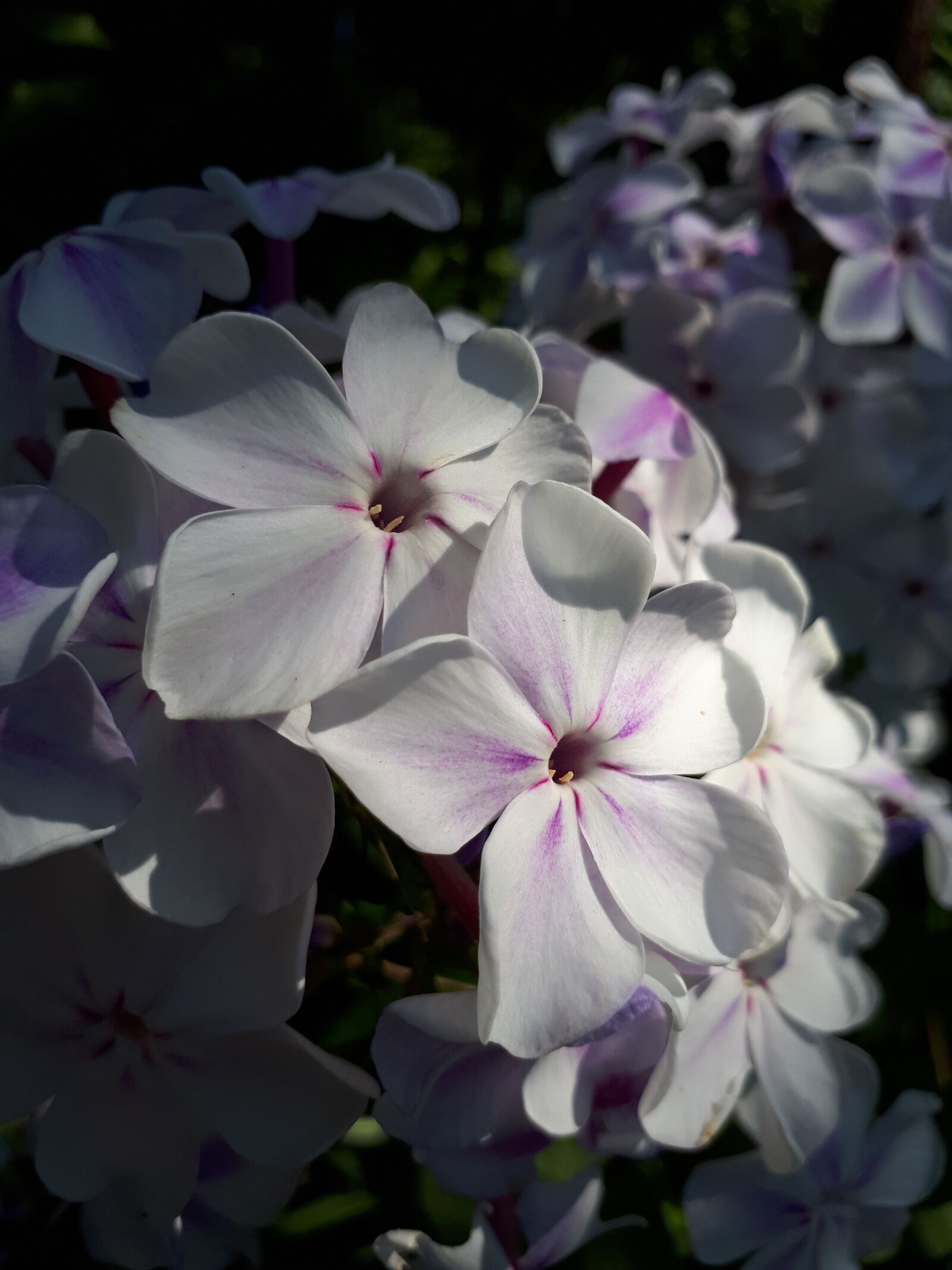 Samsung Galaxy A5(2017) sample photo. Summer, phlox, flowers photography