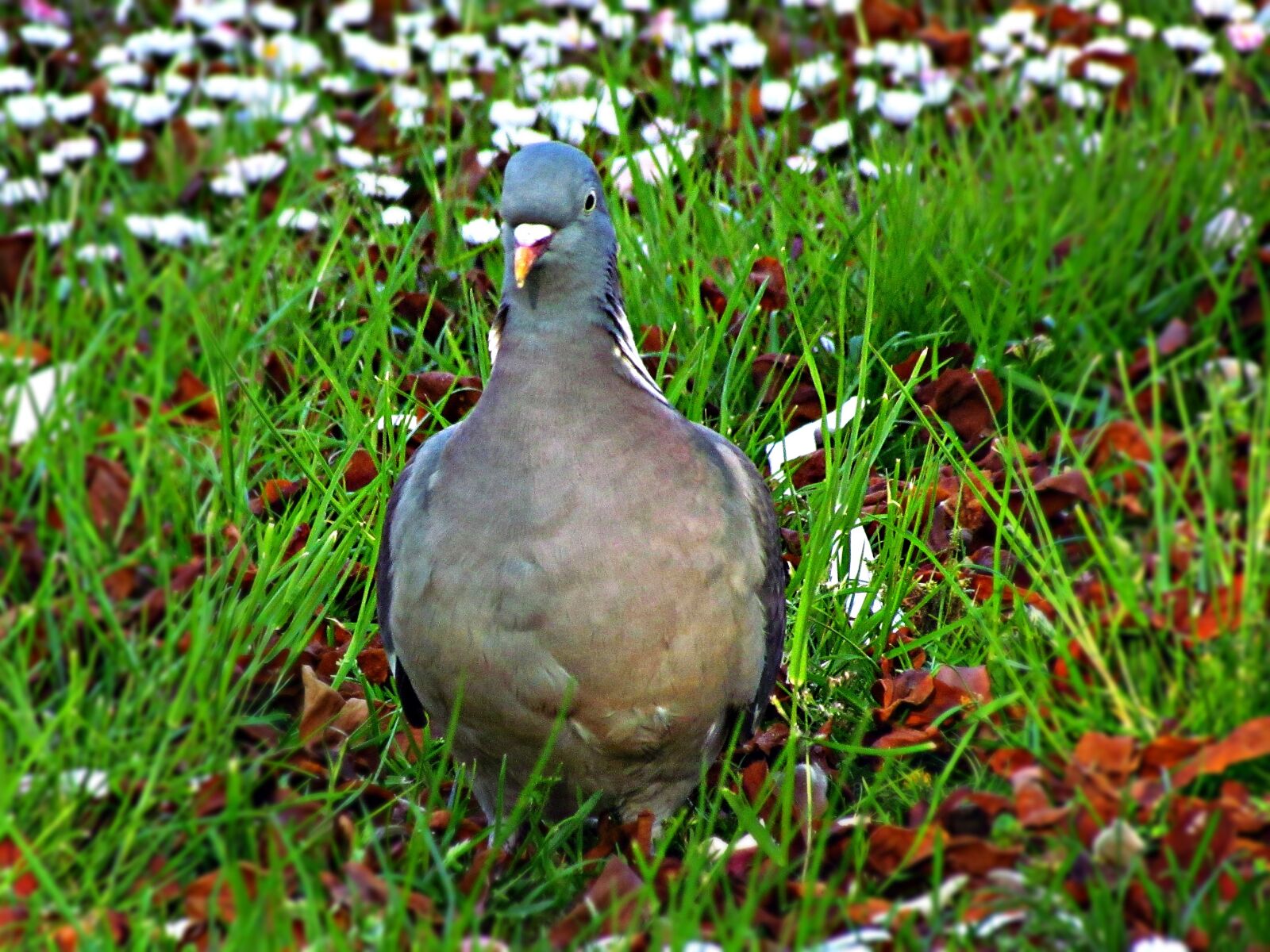 Canon PowerShot SX30 IS sample photo. Dove, meadow, field photography