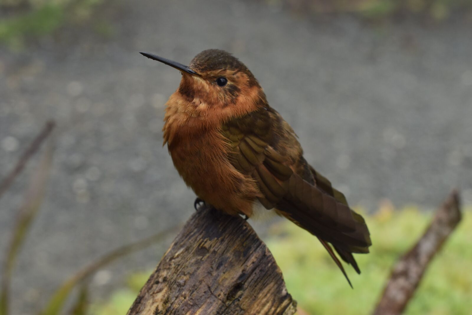 Nikon D5300 sample photo. Ave, nature, plumage photography
