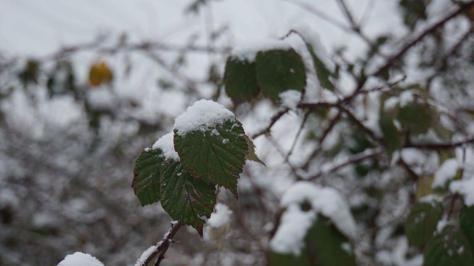 Sony a6000 sample photo. Winter, snow, leaves photography