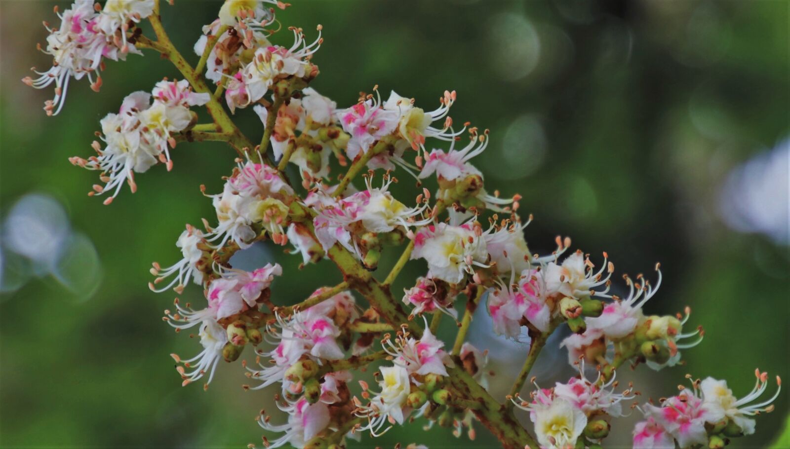 Canon EOS 80D sample photo. Horse chestnut, blooming, closeup photography