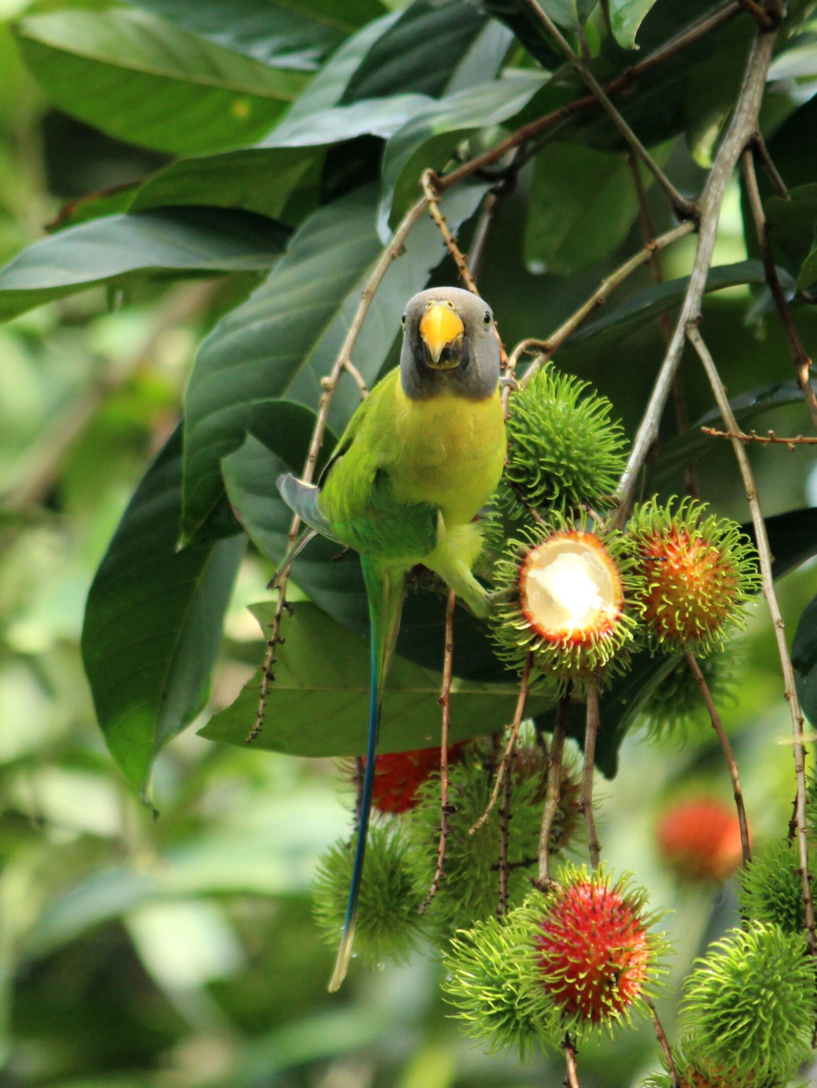 Canon EOS 1300D (EOS Rebel T6 / EOS Kiss X80) sample photo. Parrot, parakeet, bird photography