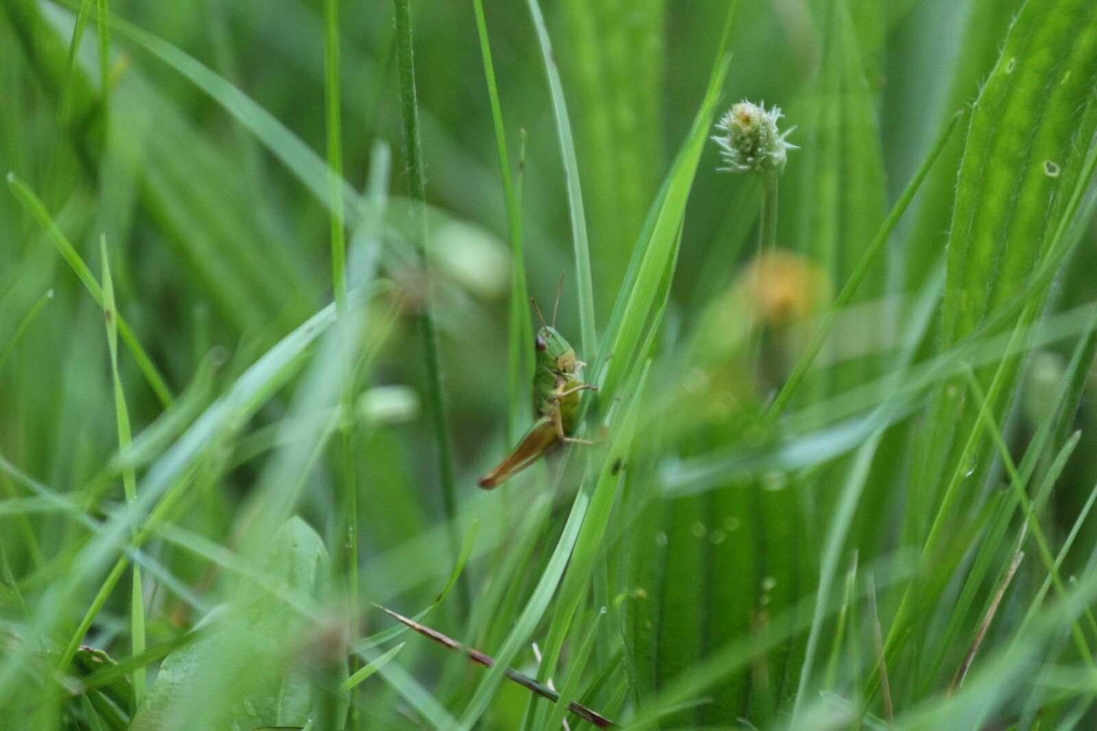Canon EOS 650D (EOS Rebel T4i / EOS Kiss X6i) + Canon EF 70-200mm F4L IS USM sample photo. Grass, grasshopper, insect photography
