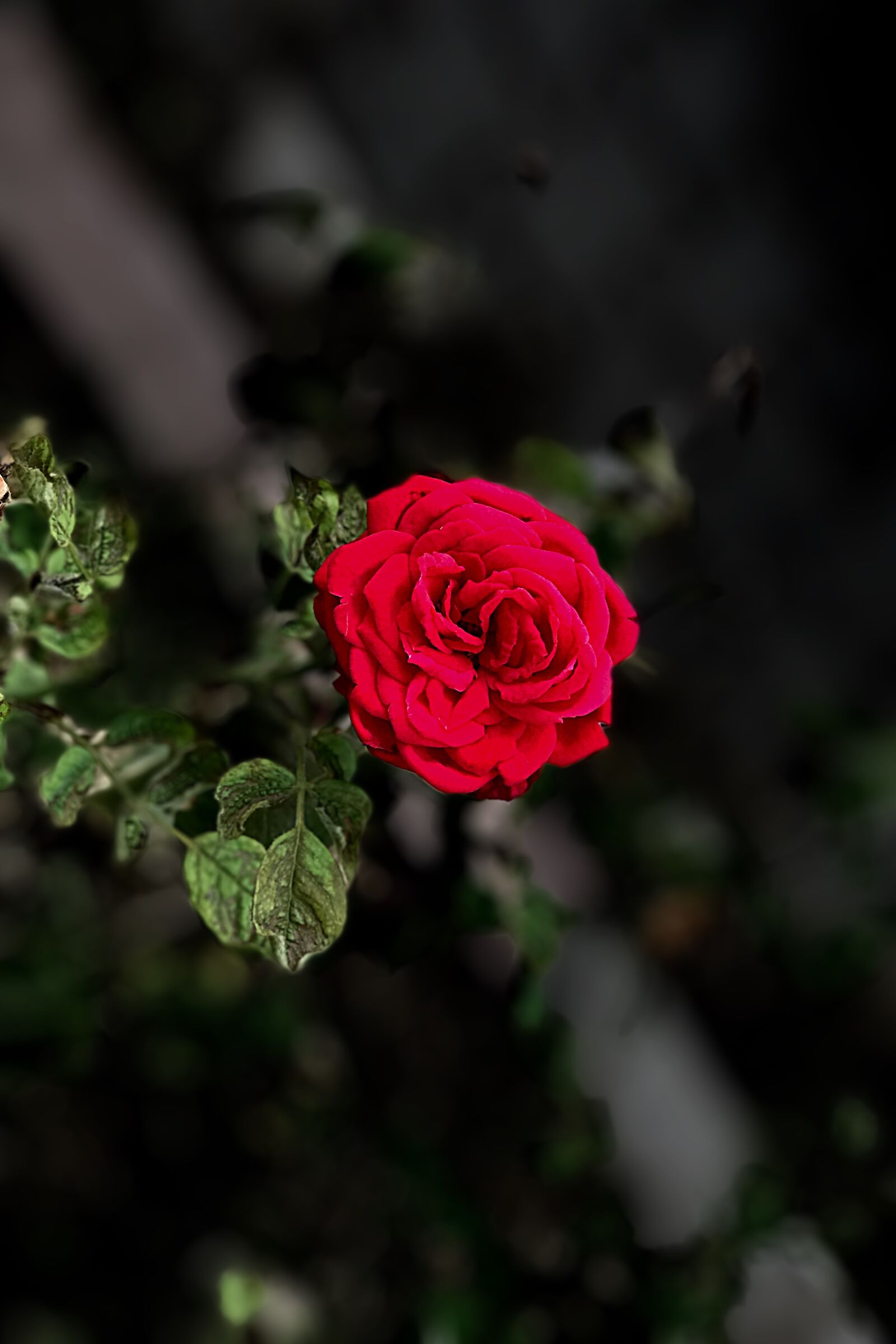 Apple iPhone 7 Plus sample photo. Rose, red, flower photography