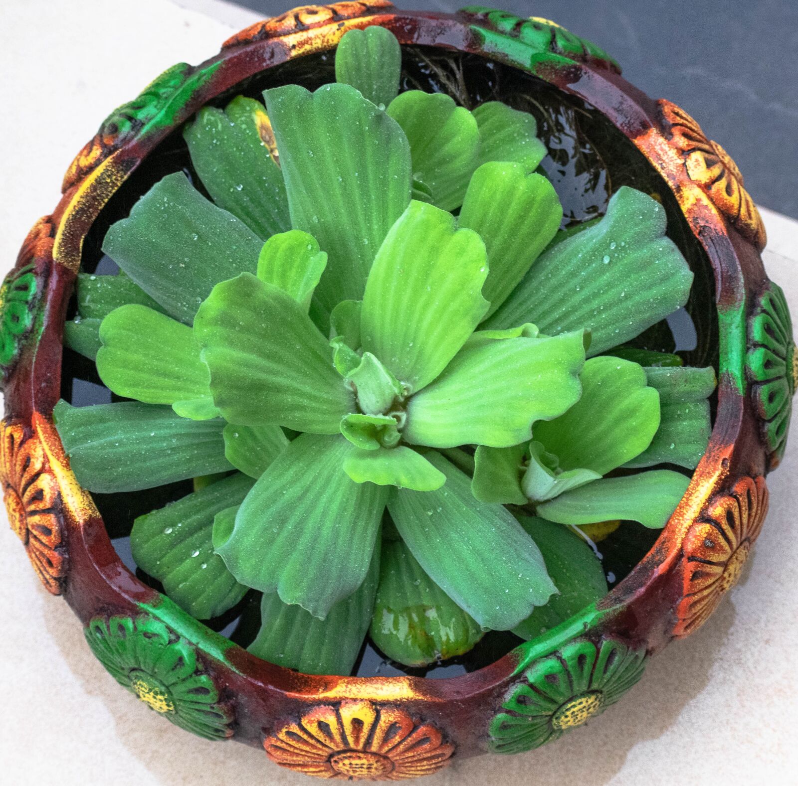 Nikon D3300 sample photo. Water plant, pot, home photography