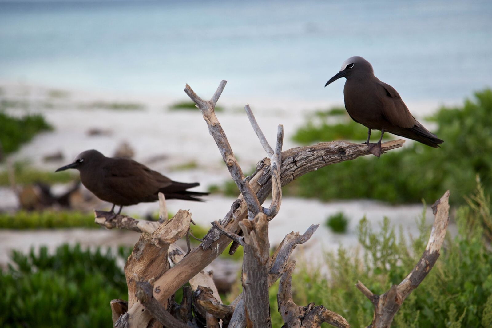Canon EOS 5D Mark II sample photo. Brown, noddies, medium sized photography