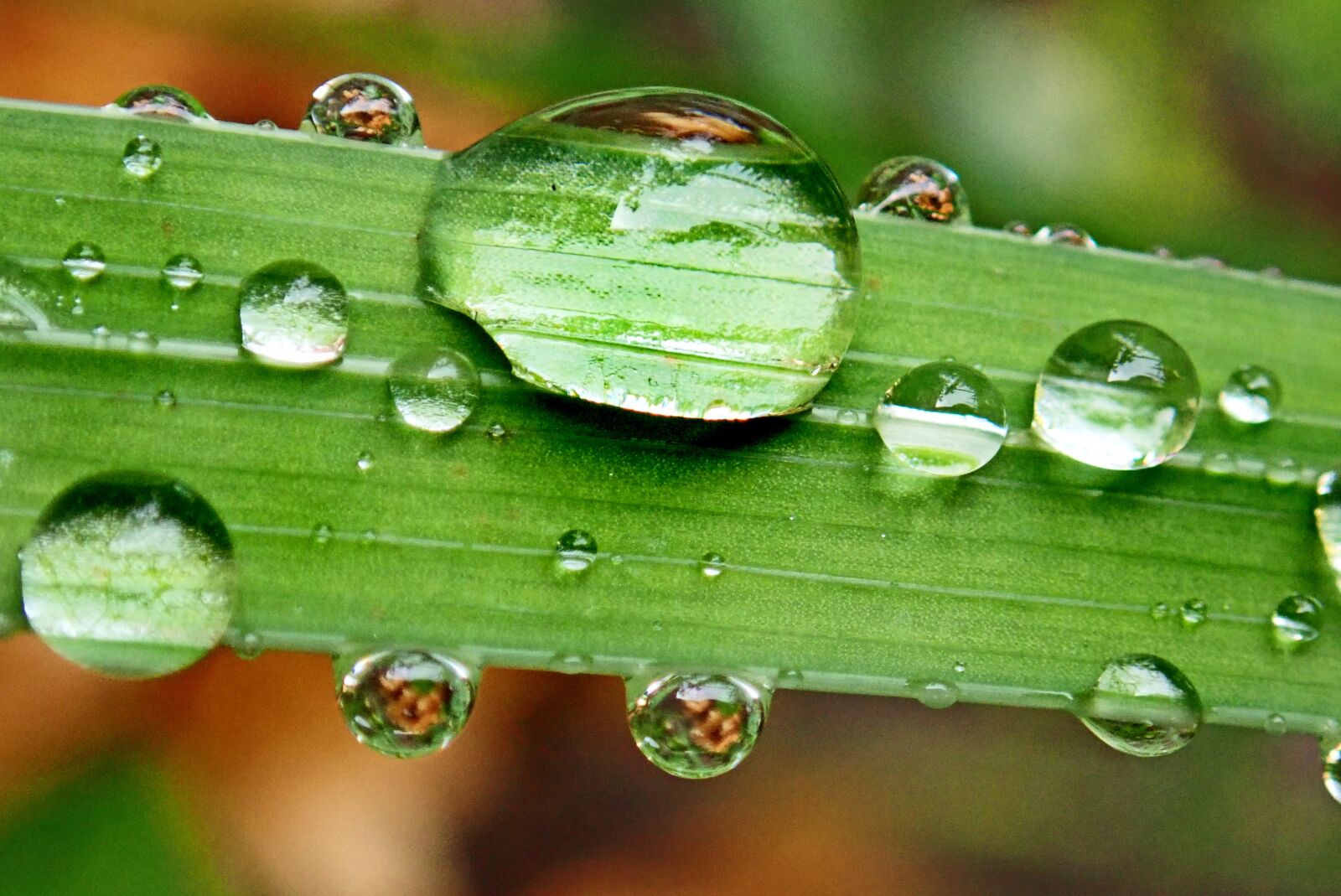 Olympus TG-5 sample photo. Water drops, grass, rain photography