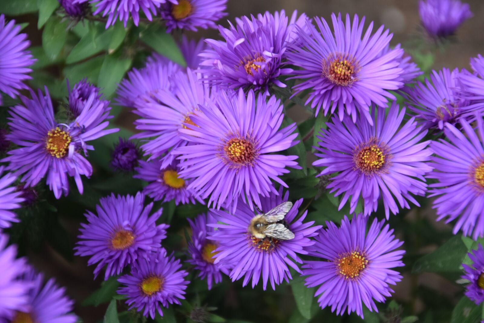 Nikon D5300 sample photo. Nature, flower, flora photography