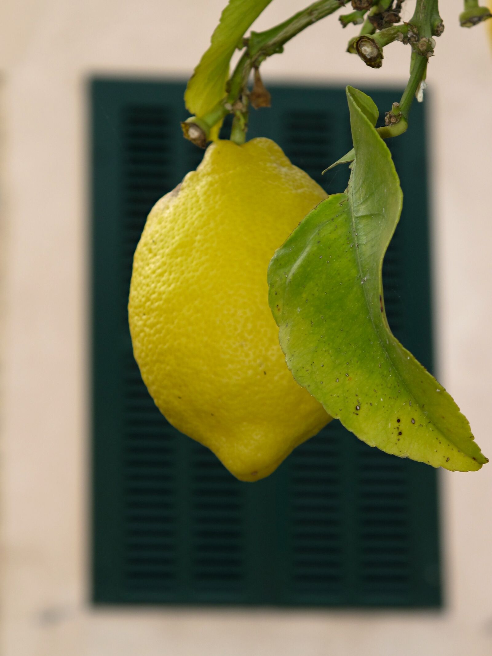 Canon PowerShot G10 sample photo. Fruit, tree, lemon photography