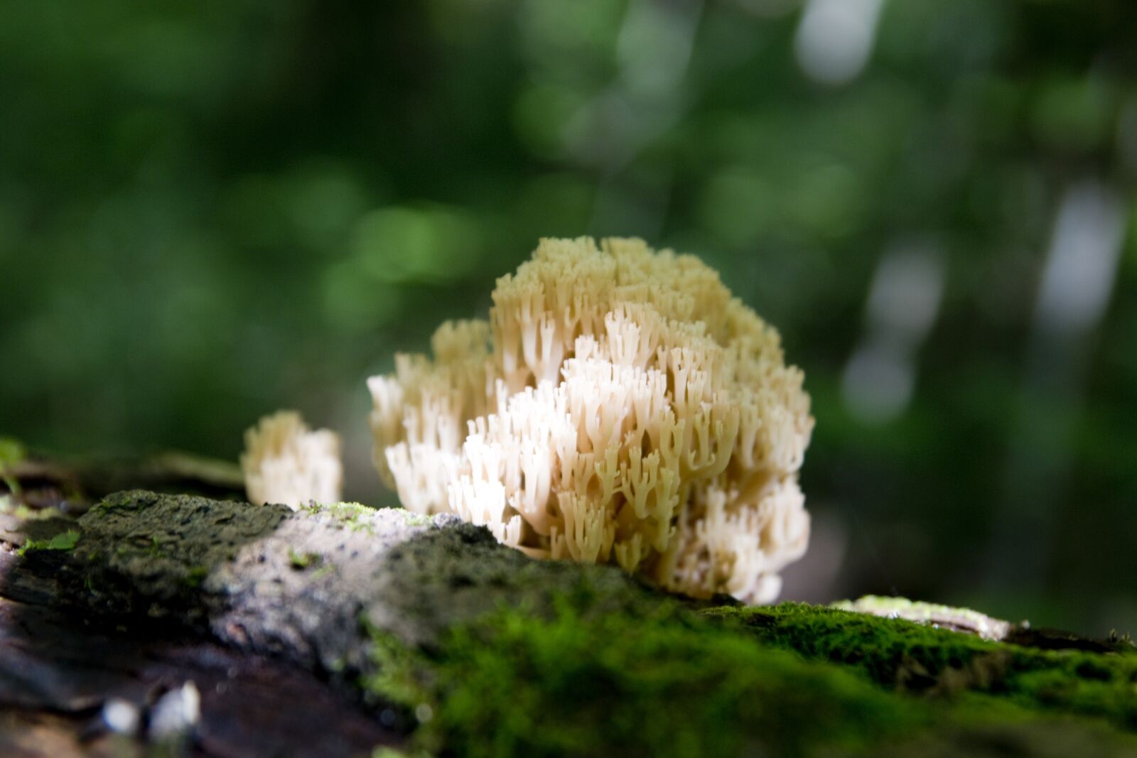 Canon EOS 70D sample photo. Fungus, forest, hair photography