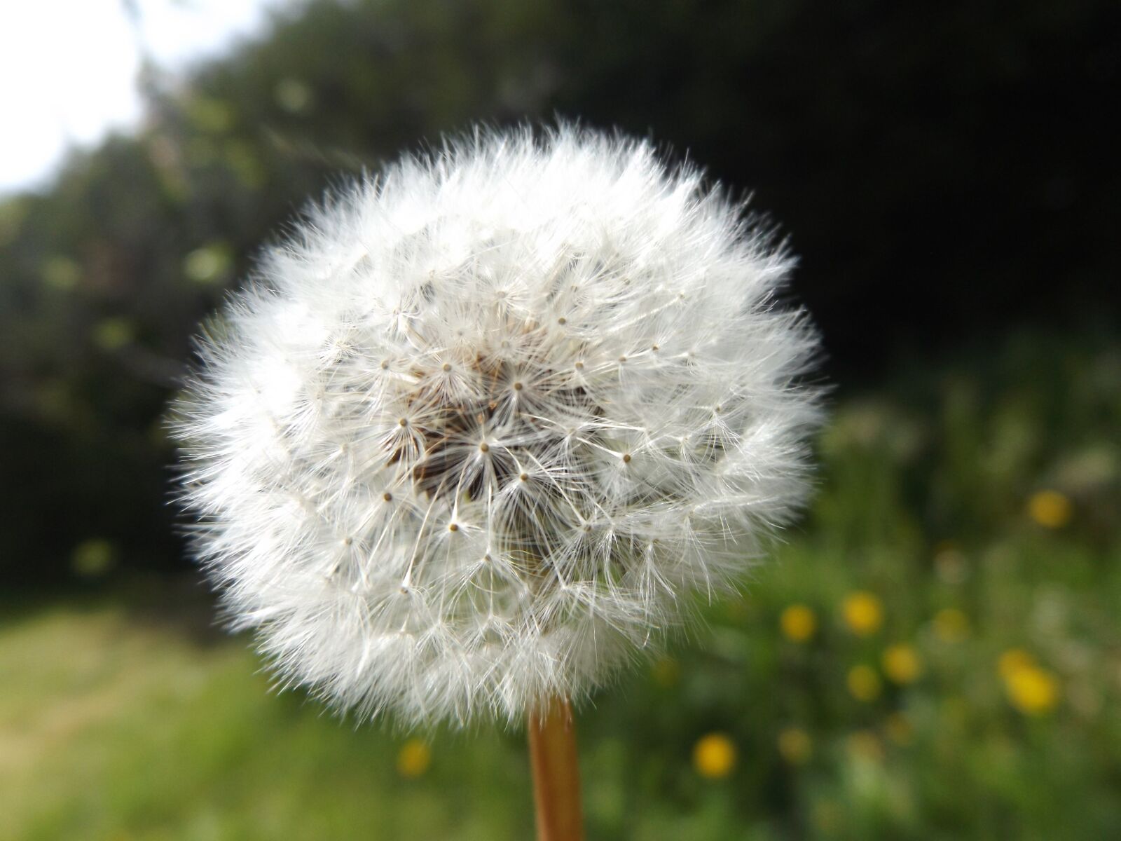 Fujifilm FinePix S8600 sample photo. Dandelion, flowers, white photography