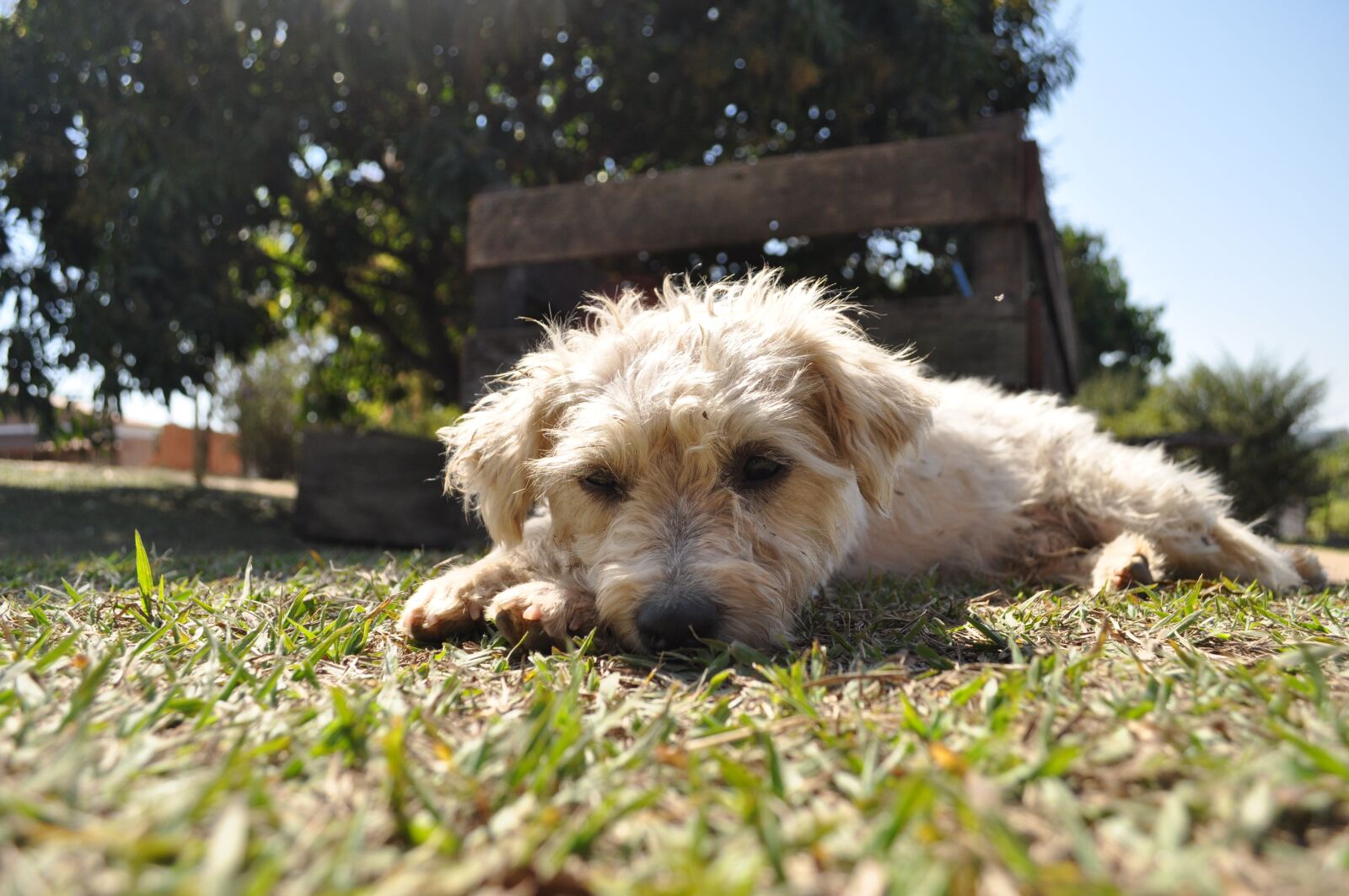 Nikon D5000 sample photo. Dog, animal, puppy photography