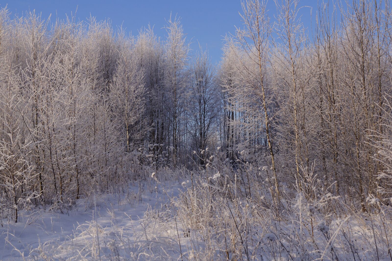 Sony SLT-A65 (SLT-A65V) sample photo. Nature, winter, calm photography