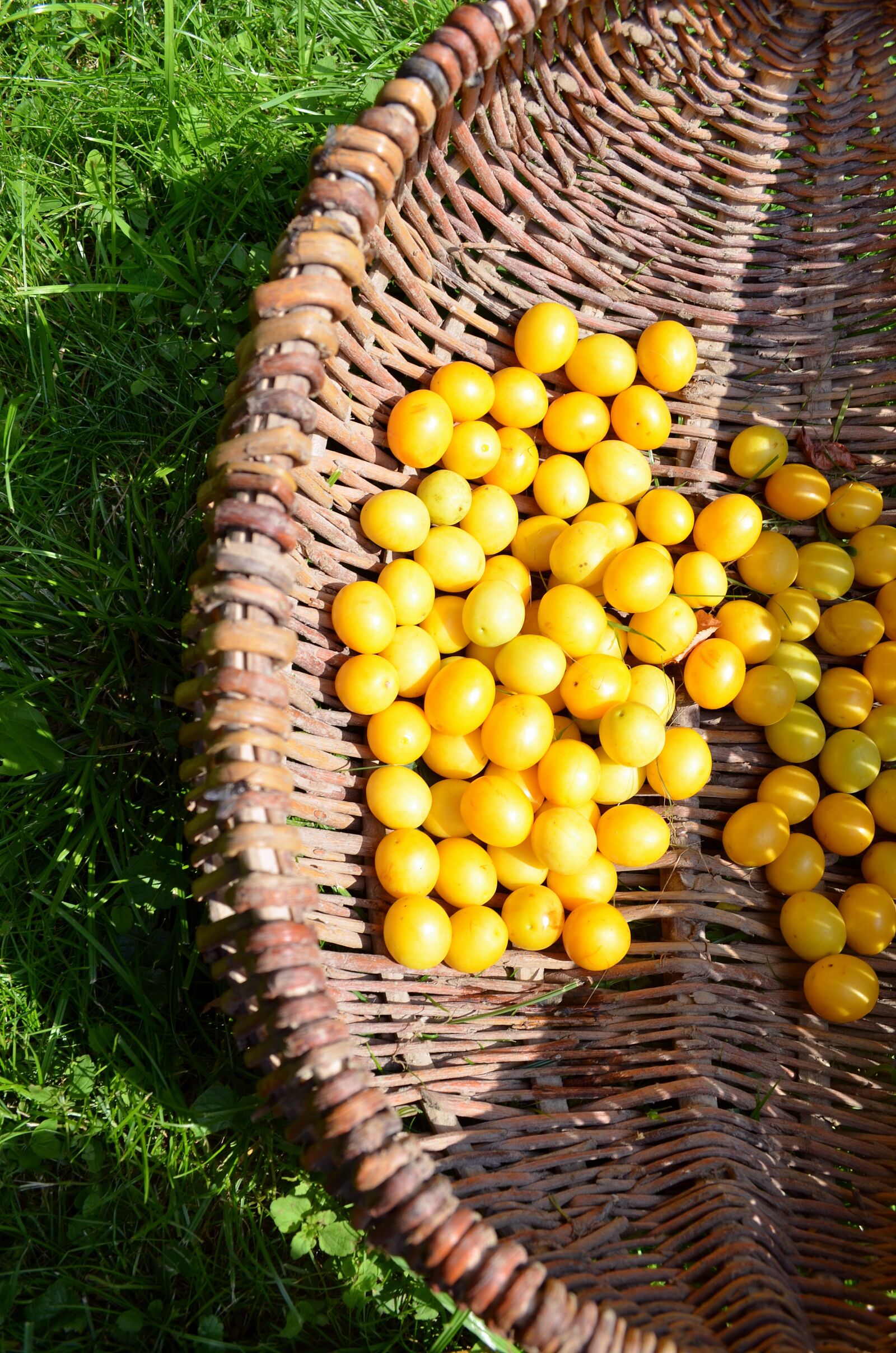 Nikon D5100 sample photo. Mirabelka, plum, damson photography