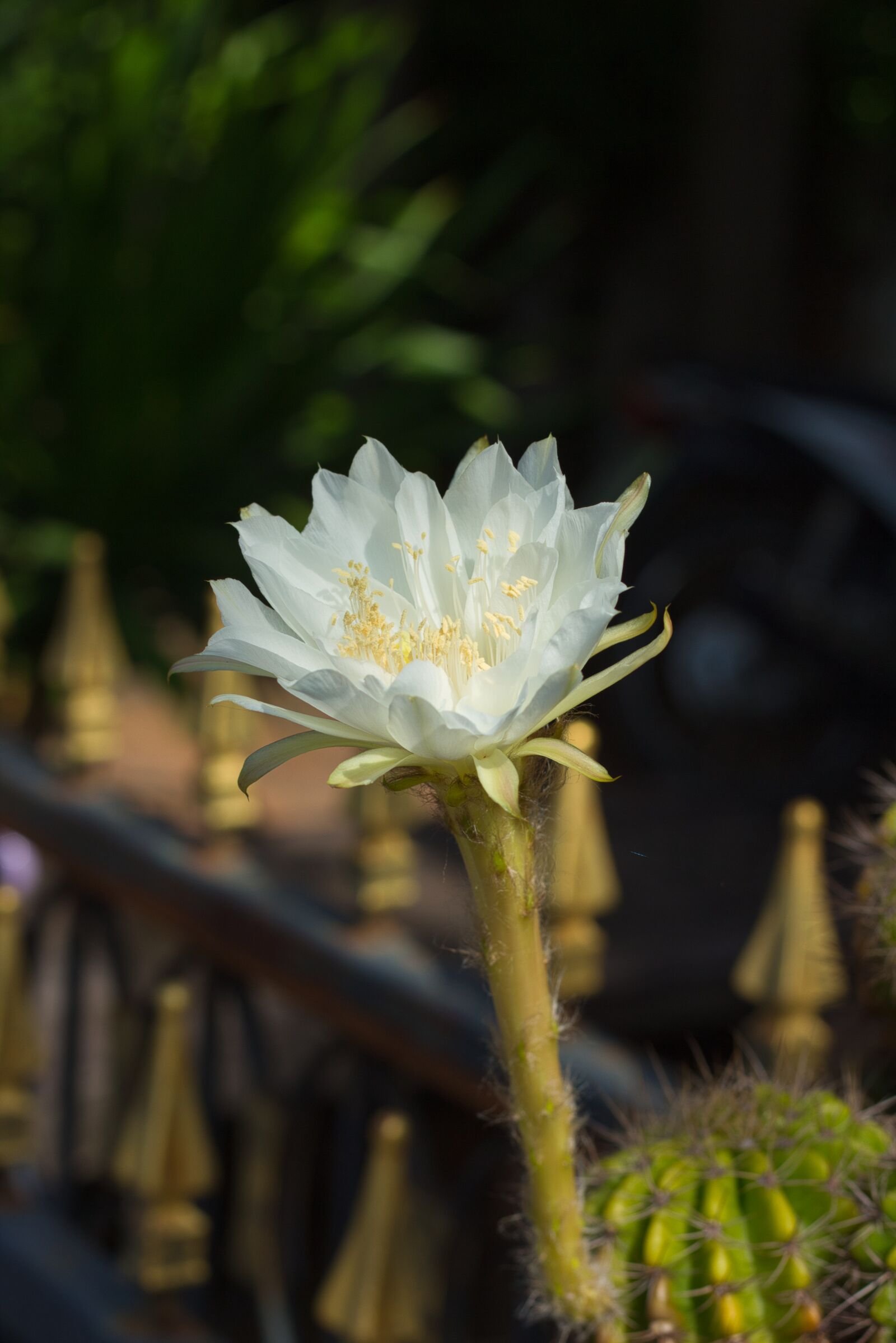 Canon EOS 700D (EOS Rebel T5i / EOS Kiss X7i) + Canon EF 50mm F1.8 STM sample photo. White, leaves, bloom photography