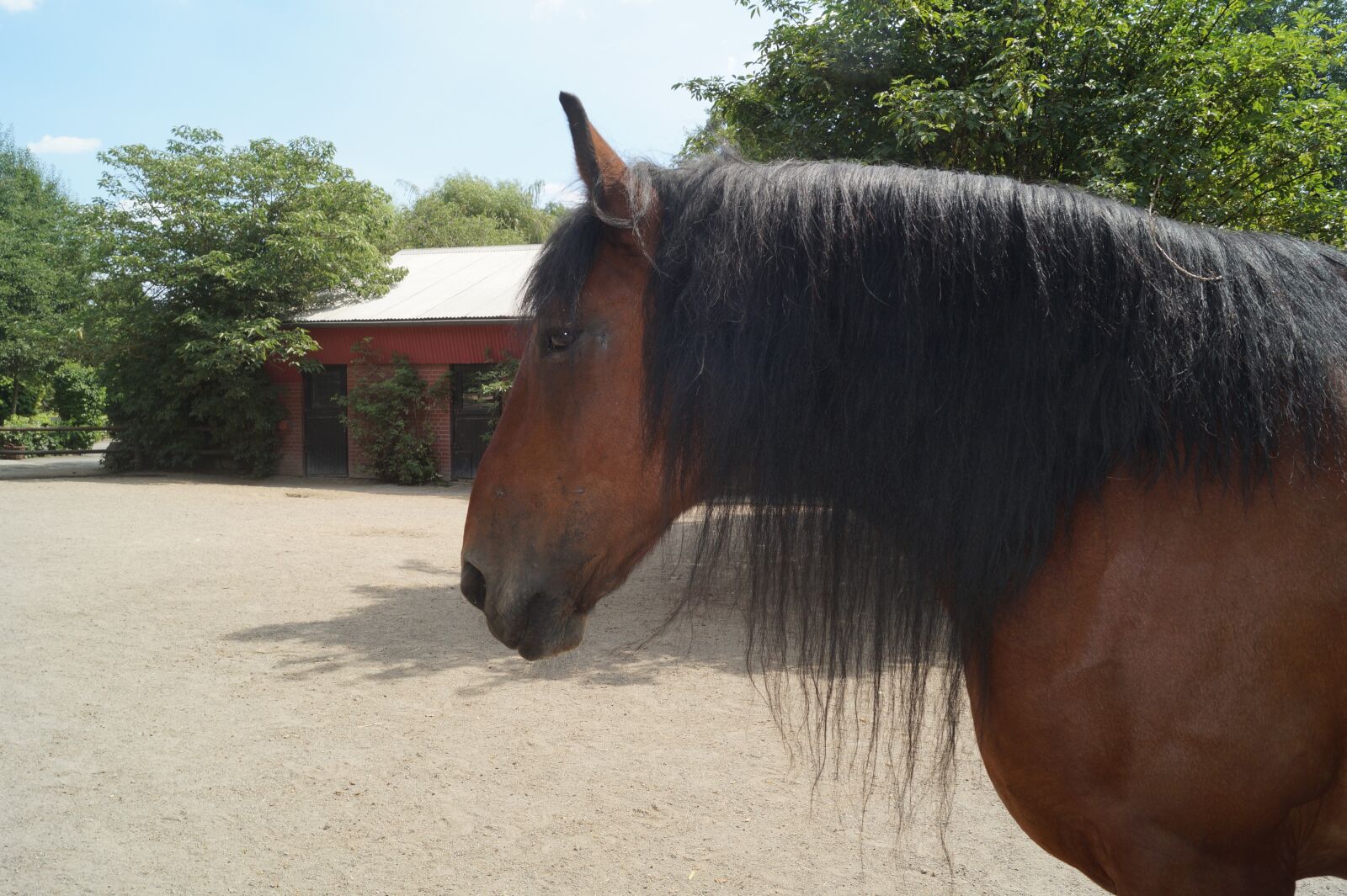 Sony DT 18-55mm F3.5-5.6 SAM II sample photo. Zoo, horse, pony photography