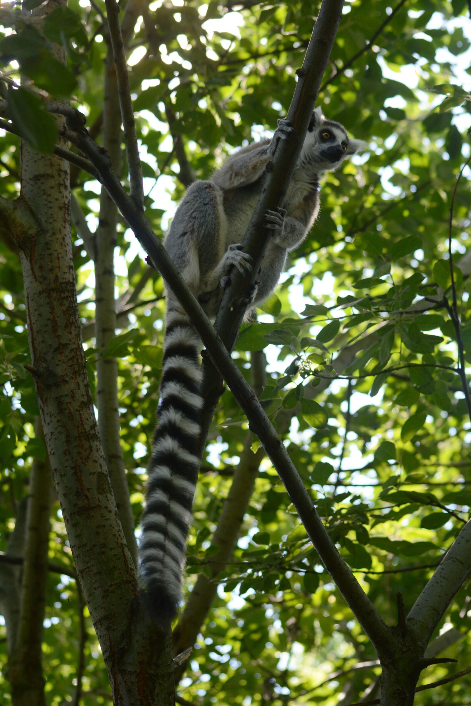 Nikon D7100 sample photo. Lemur, forest, tree photography