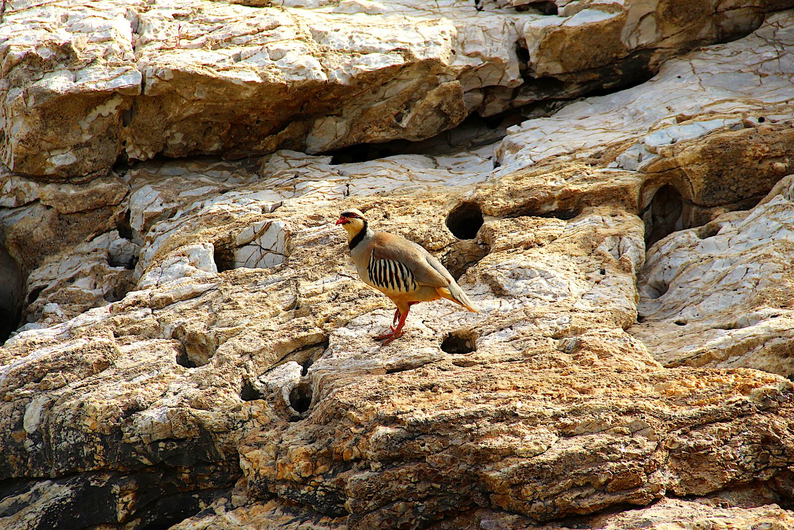 Canon EOS 4000D (EOS Rebel T100 / EOS 3000D) sample photo. Partridge, bird, rocks photography