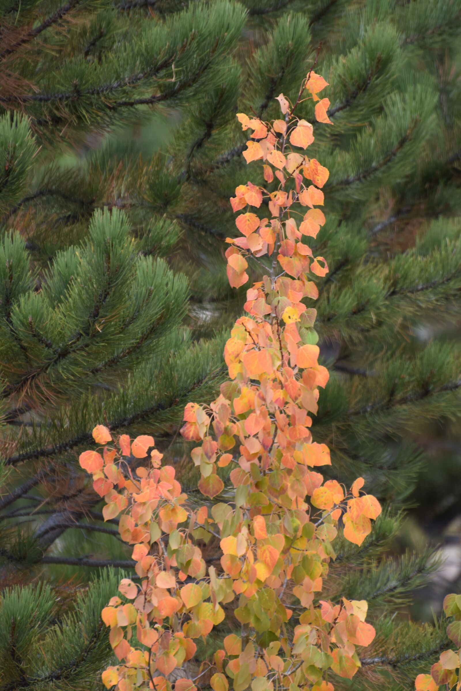 Nikon D3300 sample photo. Leaves, fall, autumn photography