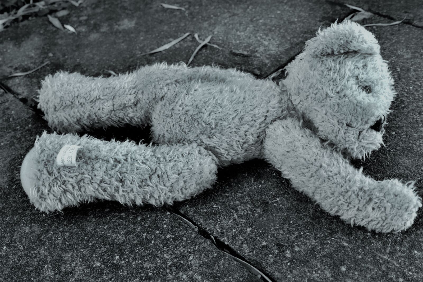 Panasonic DMC-TZ101 sample photo. Teddy, teddy bear, toys photography