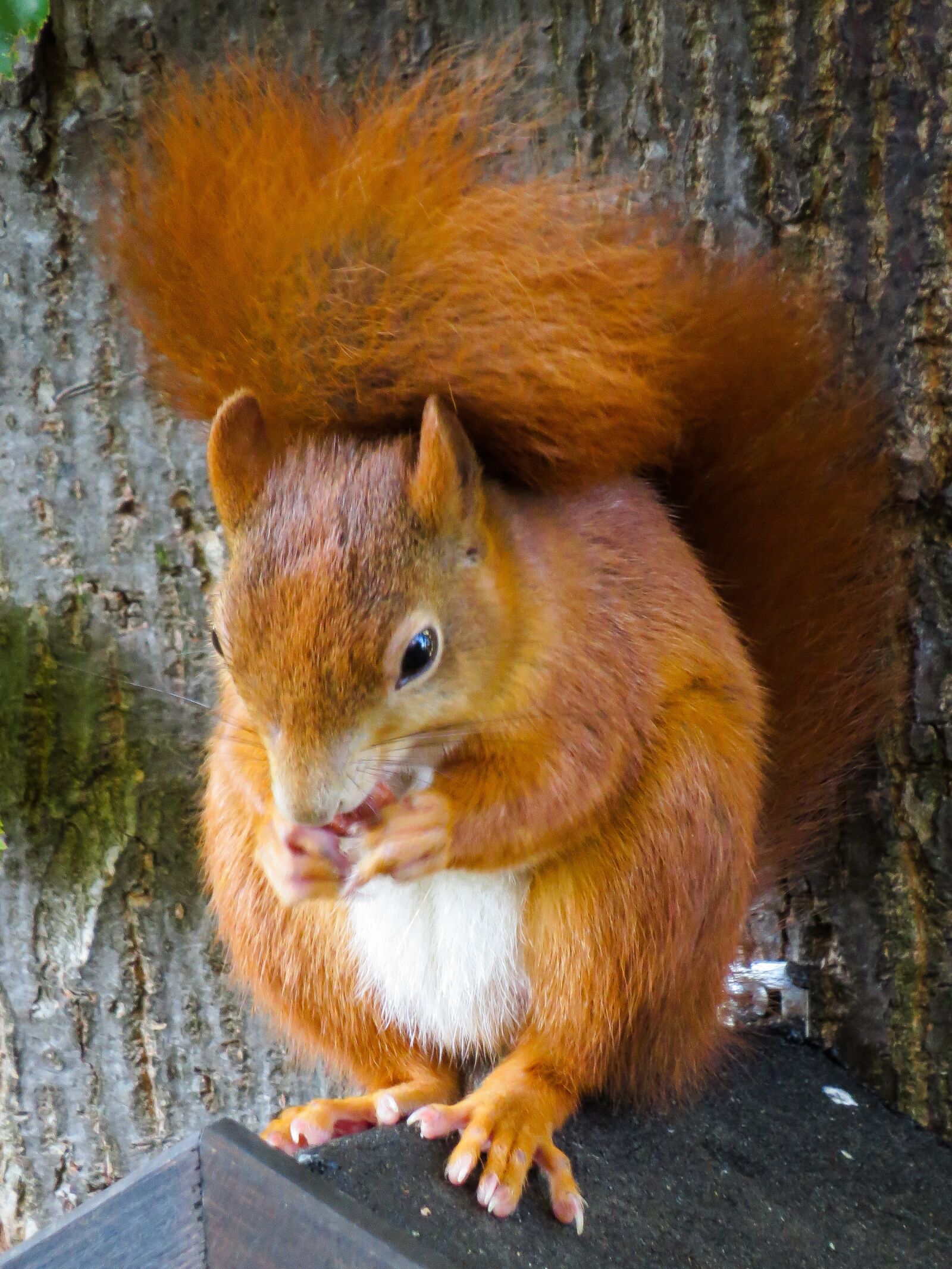 Canon PowerShot SX50 HS sample photo. Animal, squirrel, rodent photography