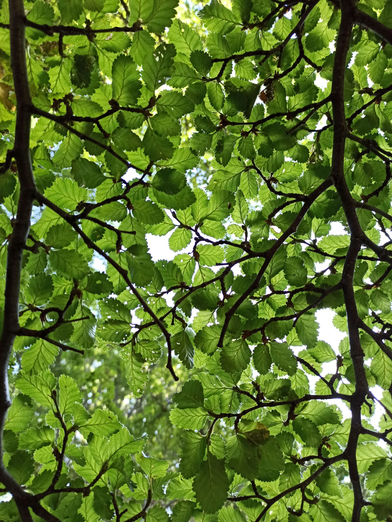 Xiaomi Redmi Note 8 Pro sample photo. Leaves, tree, nature photography