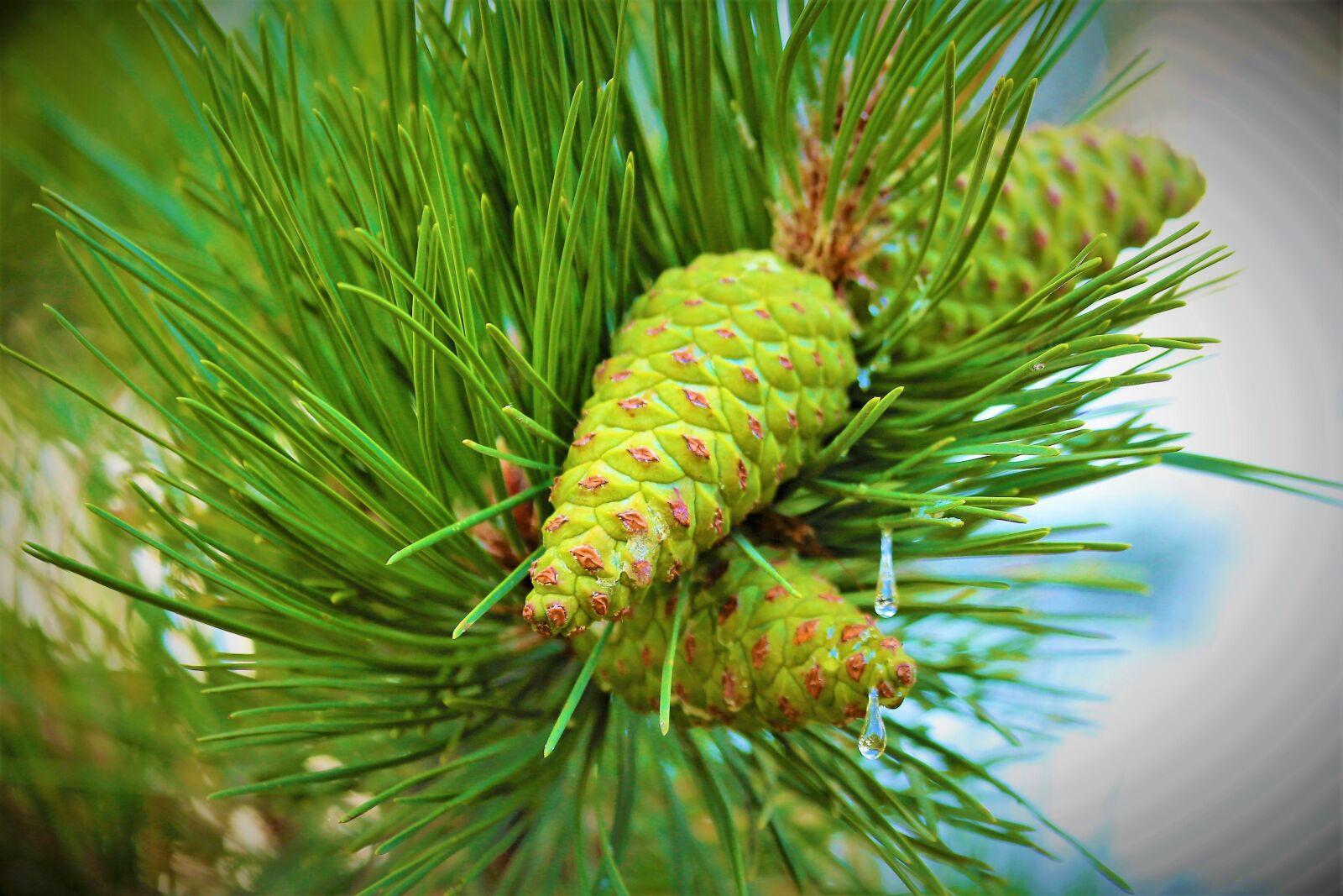 Canon EOS 5D Mark III + Canon EF 70-300mm F4-5.6L IS USM sample photo. Pine, cocoon, tree photography