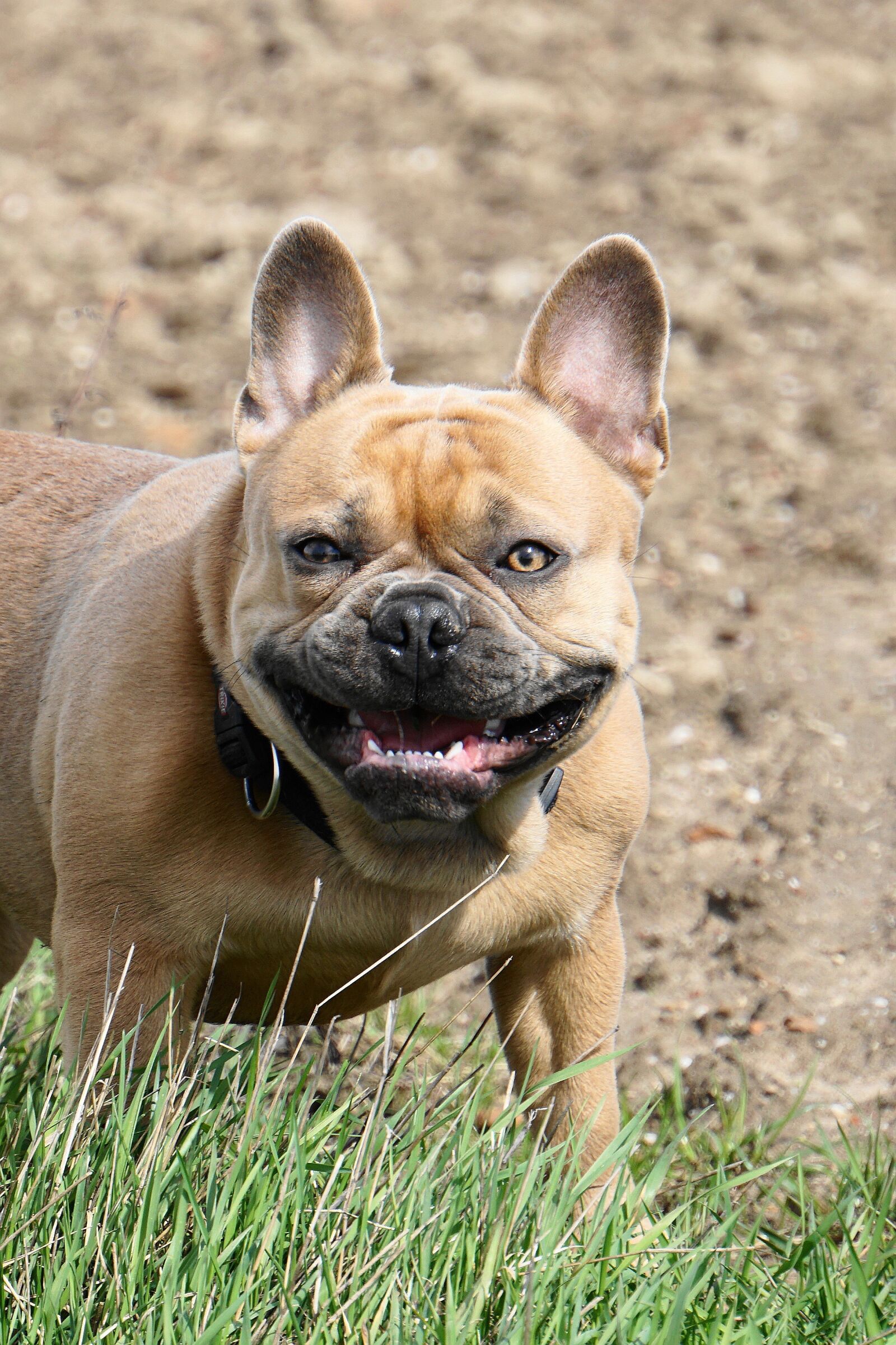 Sony E 18-200mm F3.5-6.3 OSS LE sample photo. French bulldog, dog, cute photography