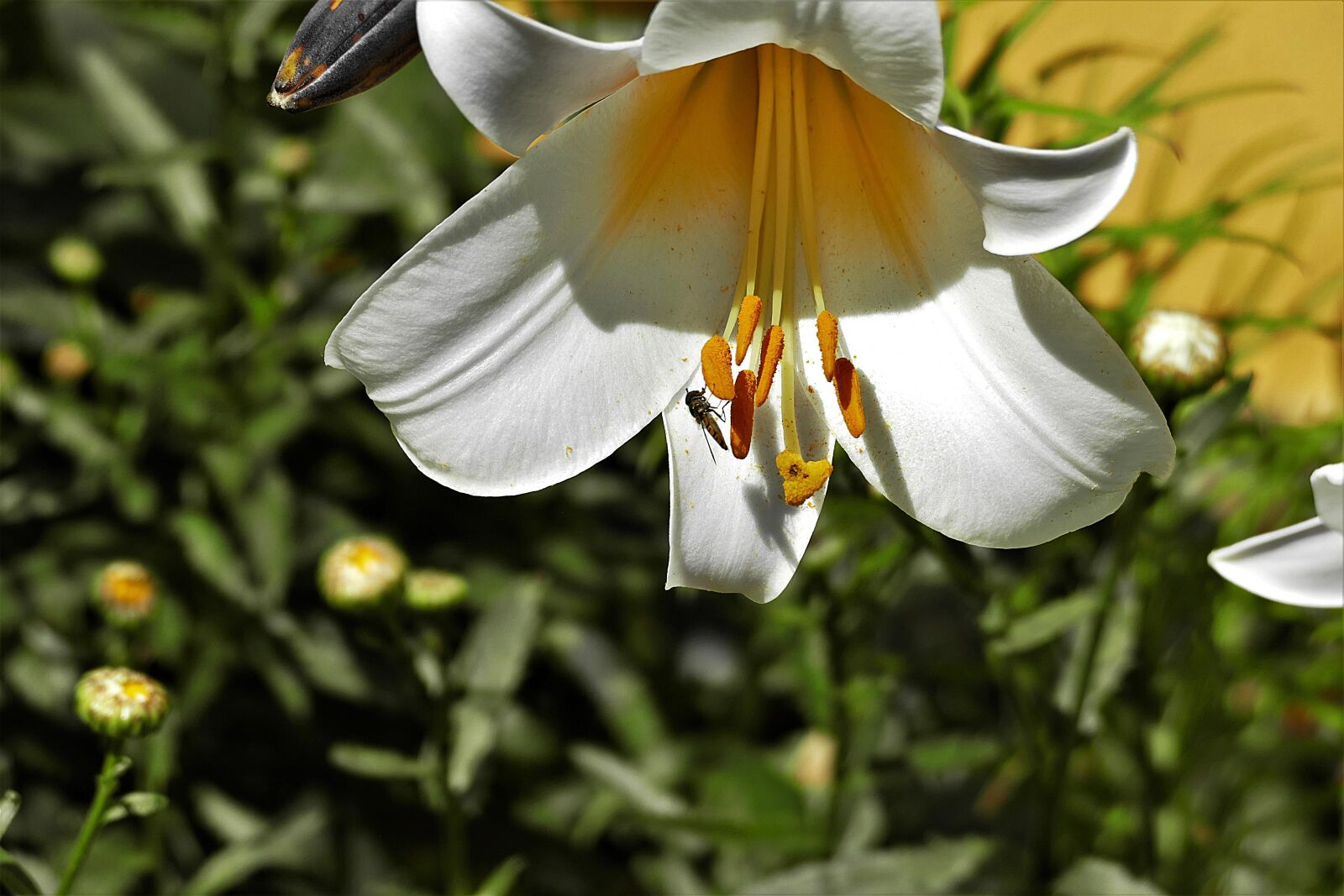 Panasonic Lumix DMC-FZ1000 sample photo. Lily, petals, flower photography