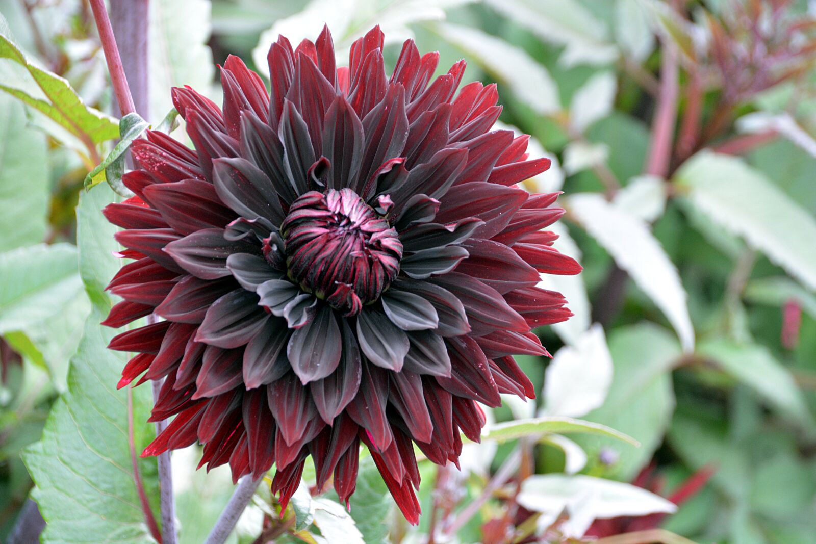 Nikon D5200 sample photo. Flower, chrysanthemum, petals photography