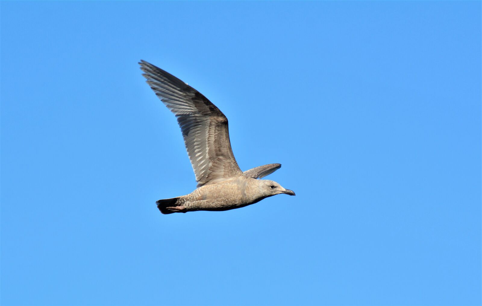 Nikon D7100 sample photo. Seagull, flying, bird photography