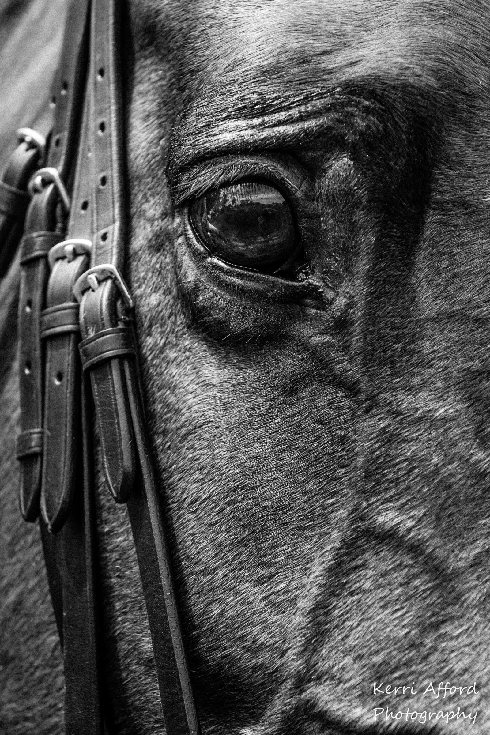 Nikon D500 sample photo. Horse, horses, show hunter photography