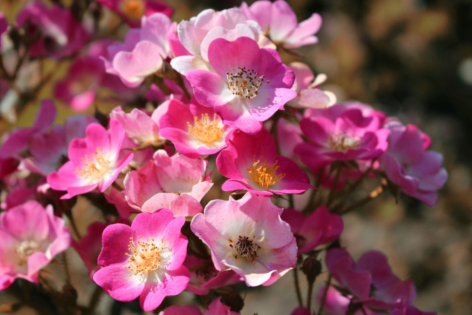 Canon EOS 700D (EOS Rebel T5i / EOS Kiss X7i) sample photo. Roses, rose, flowers photography
