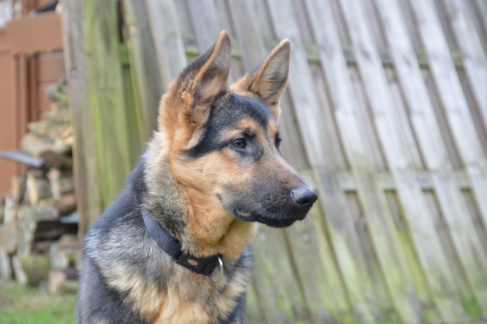 Nikon D3200 sample photo. Shepherd, dog, head photography