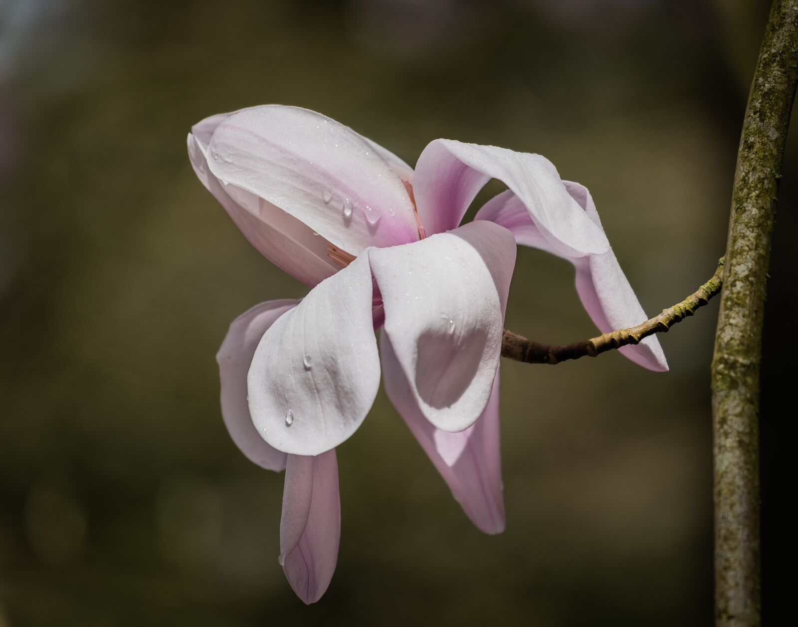 Nikon D810 sample photo. Magnolia, flower, pink photography