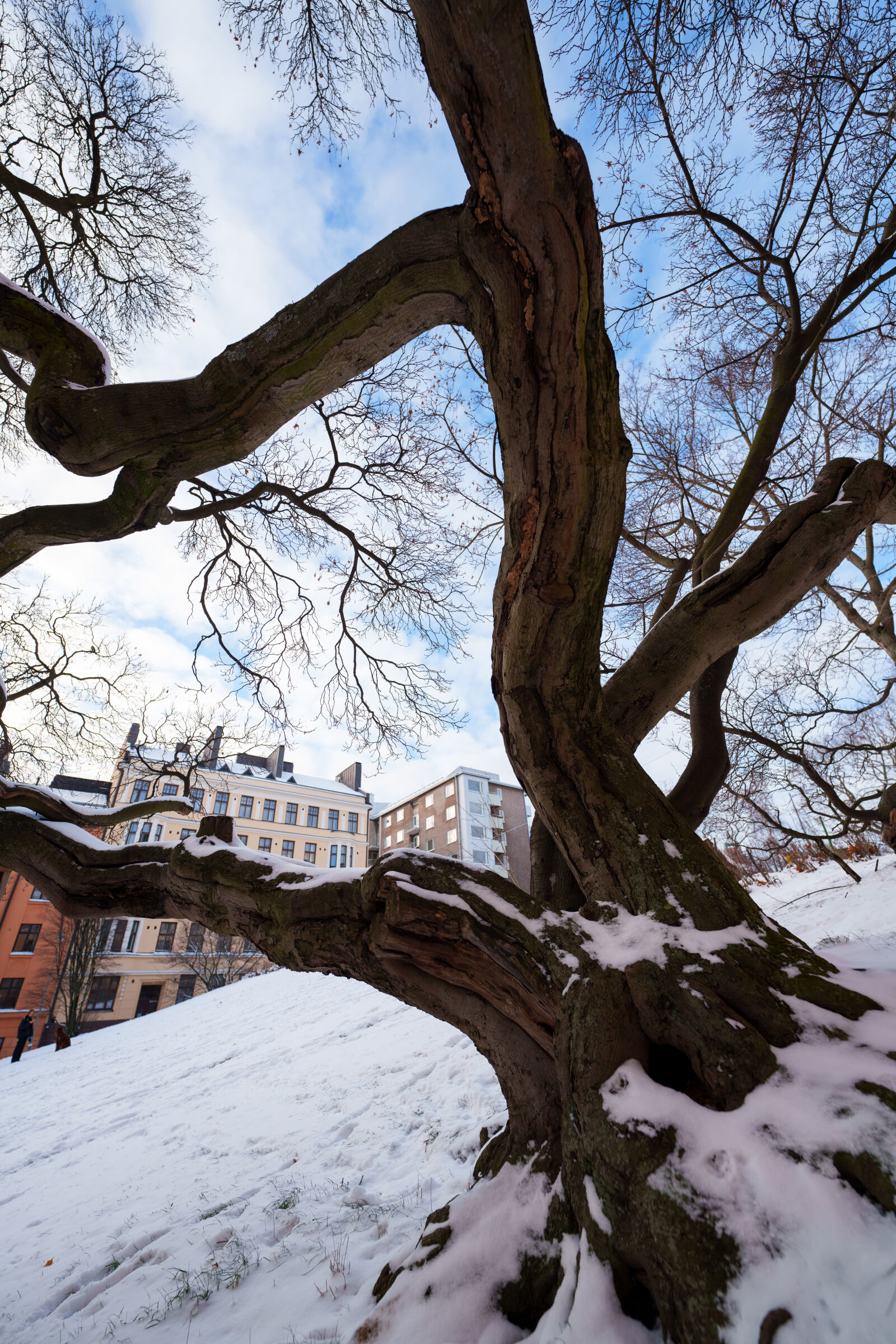 Sigma 14mm F1.4 DG DN sample photo. Tree reach photography