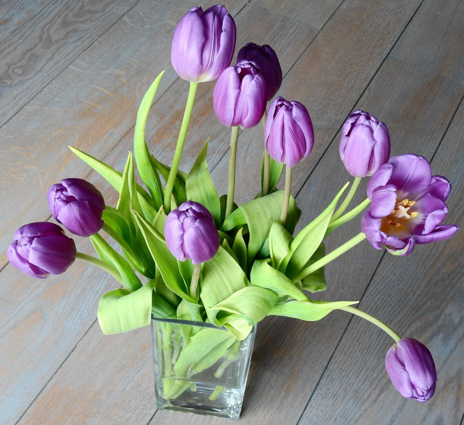 Nikon Coolpix P900 sample photo. Tulip, easter, nature photography