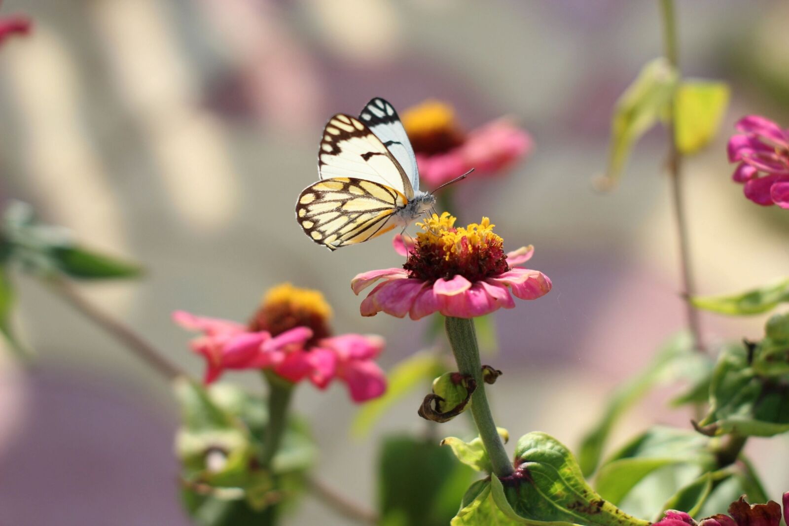 Nokia Lumia 1020 sample photo. Butterfly, zinnia, pollination photography