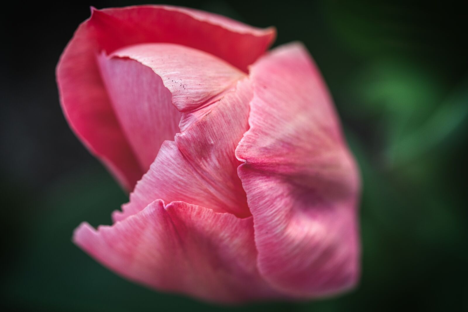 Nikon D750 sample photo. Tulip, petals, closed photography