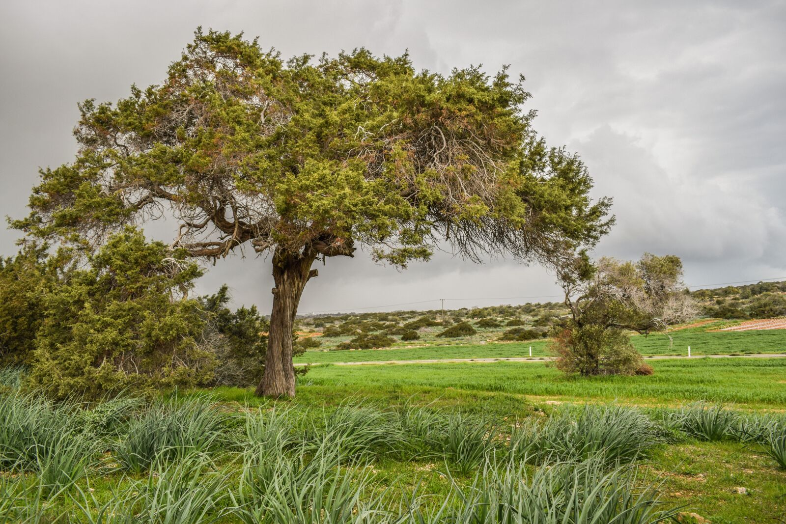 Nikon D3300 sample photo. Tree, meadow, landscape photography