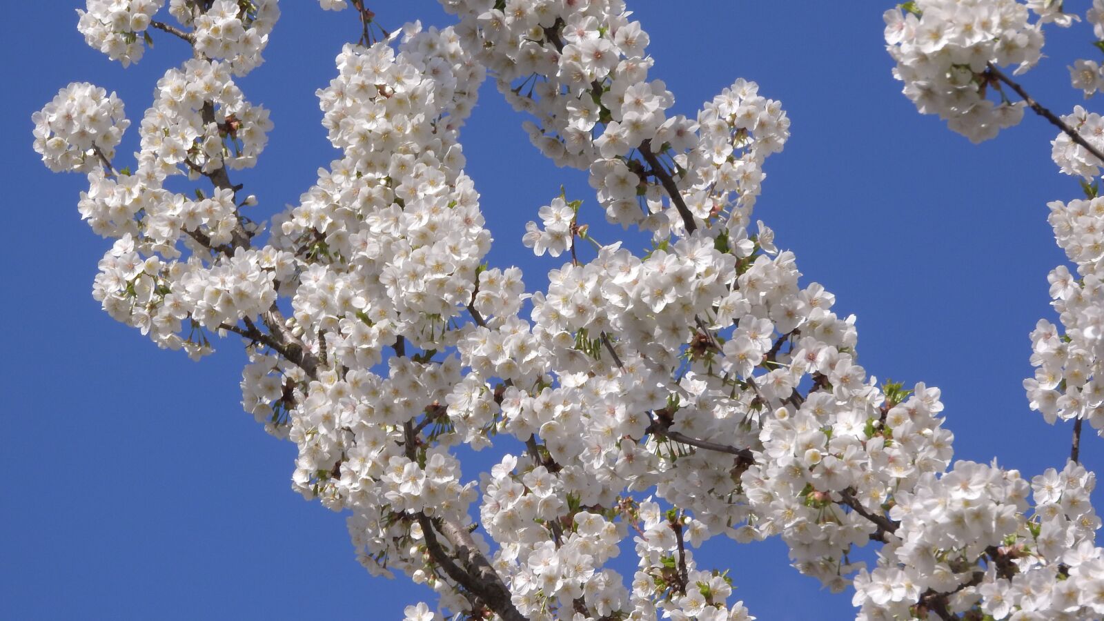 Nikon Coolpix P610 sample photo. Cherry blossoms, cherry, white photography